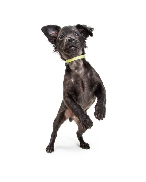 可爱的顽皮的黑颜色混合梗犬站在后腿跳舞的小狗 — 图库照片