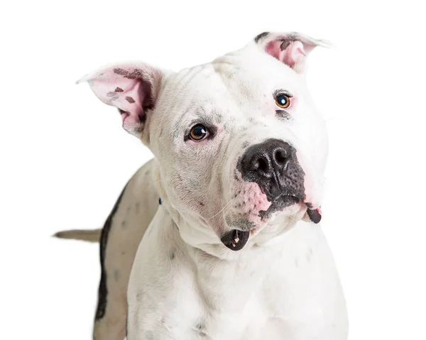 Ritratto Primo Piano Colore Bianco Pit Bull Terrier Cane Testa — Foto Stock