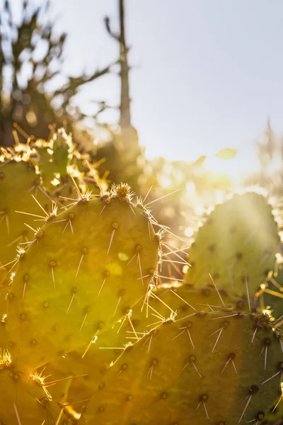 Closeup Prickly Pear Cactus Sun Flare Copy Space — Stock Photo, Image