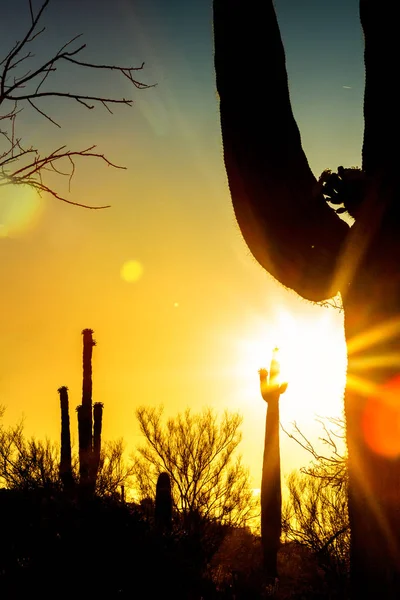 햇살과 해돋이 플레어 애리조나 사막에 Saguaro 선인장의 실루엣의 — 스톡 사진