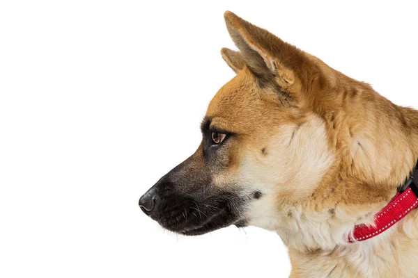 Perro Pastor Alemán Mirando Hacia Lado Primer Plano Aislado Blanco — Foto de Stock