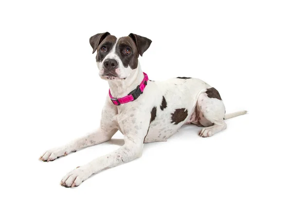 Pitbull Terrier Mischlingshund Legt Sich Hin Und Blickt Die Kamera — Stockfoto