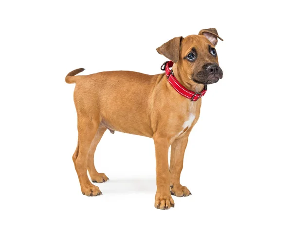 Niedliche Fawn Farbe Terrier Mischling Welpen Hund Steht Zur Seite — Stockfoto