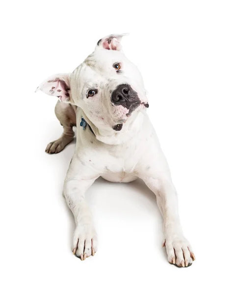 White Color Pit Bull Terrier Dog Lying Looking Camera While — Stock Photo, Image