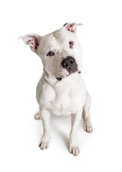 Chien Pit Bull Terrier Couleur Blanche Assis Sur Blanc Regardant — Photo