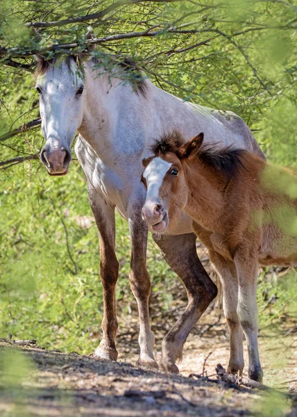 Piękny Koń Dziki Źrebię Dziecko Pod Drzewem Obszarze Salt River — Zdjęcie stockowe