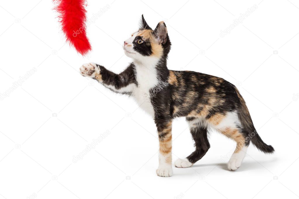 Cute Calico kitten playing with red feather toy. Isolated on white. 