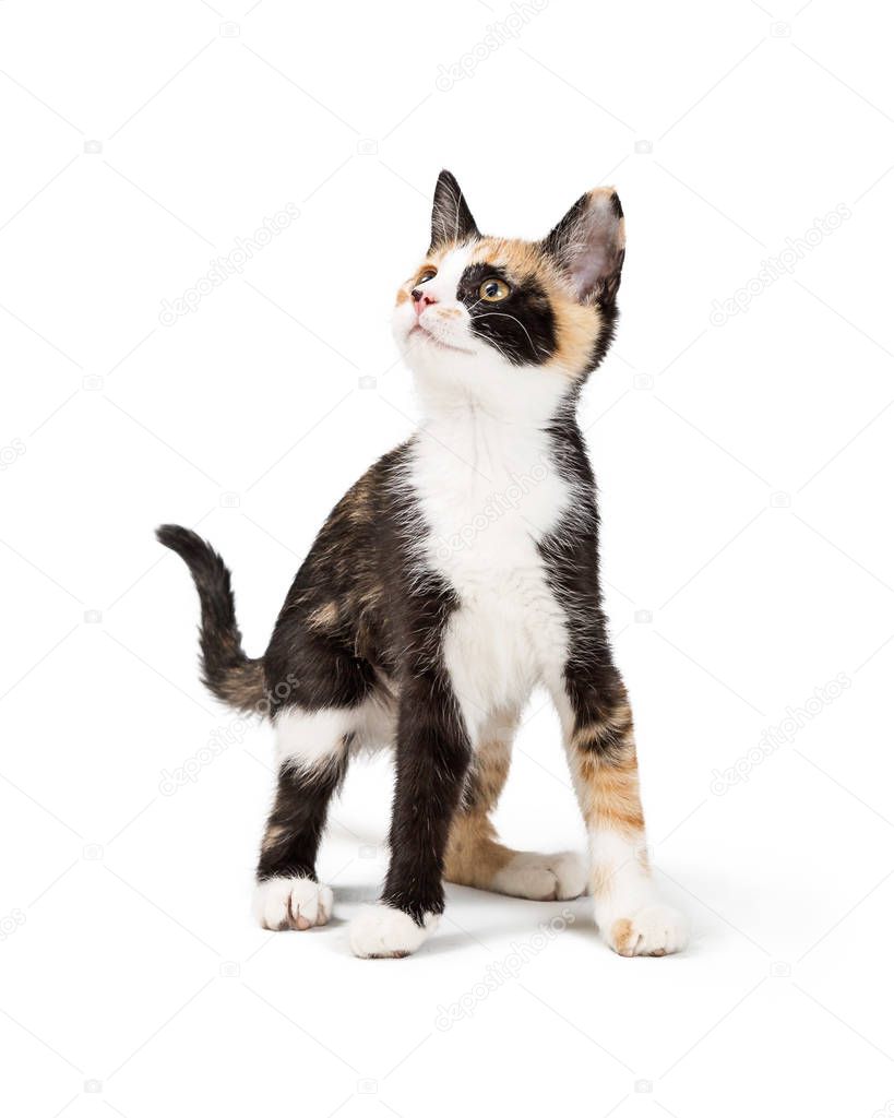 Cute young curious Calico kitten on white looking up and to the side