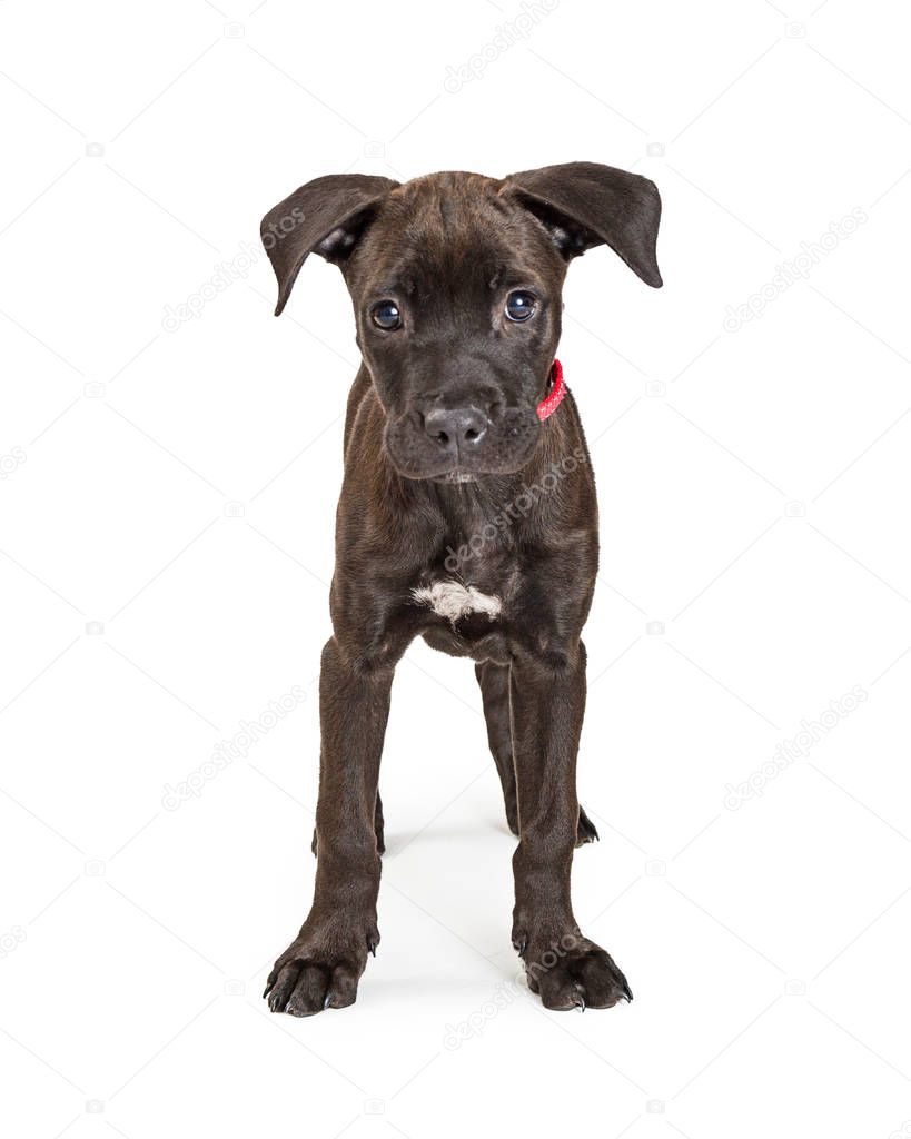 Cute young blacl color terrier crossbreed puppy dog standing facing forward and center