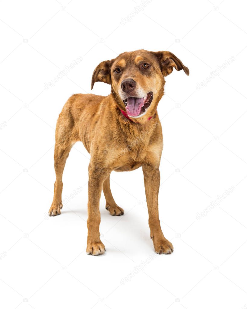Shepherd crossbreed dog with happy expression standing on white background