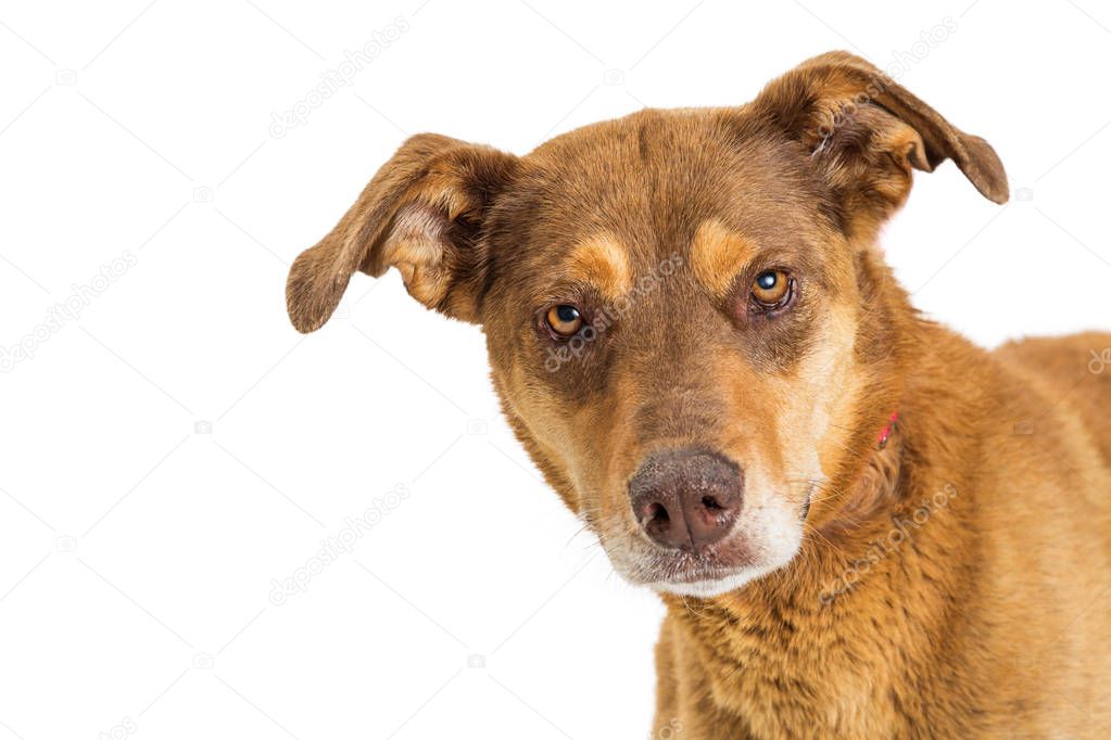 Headshow of brown color mixed shepherd breed dog looking into camera with room for text