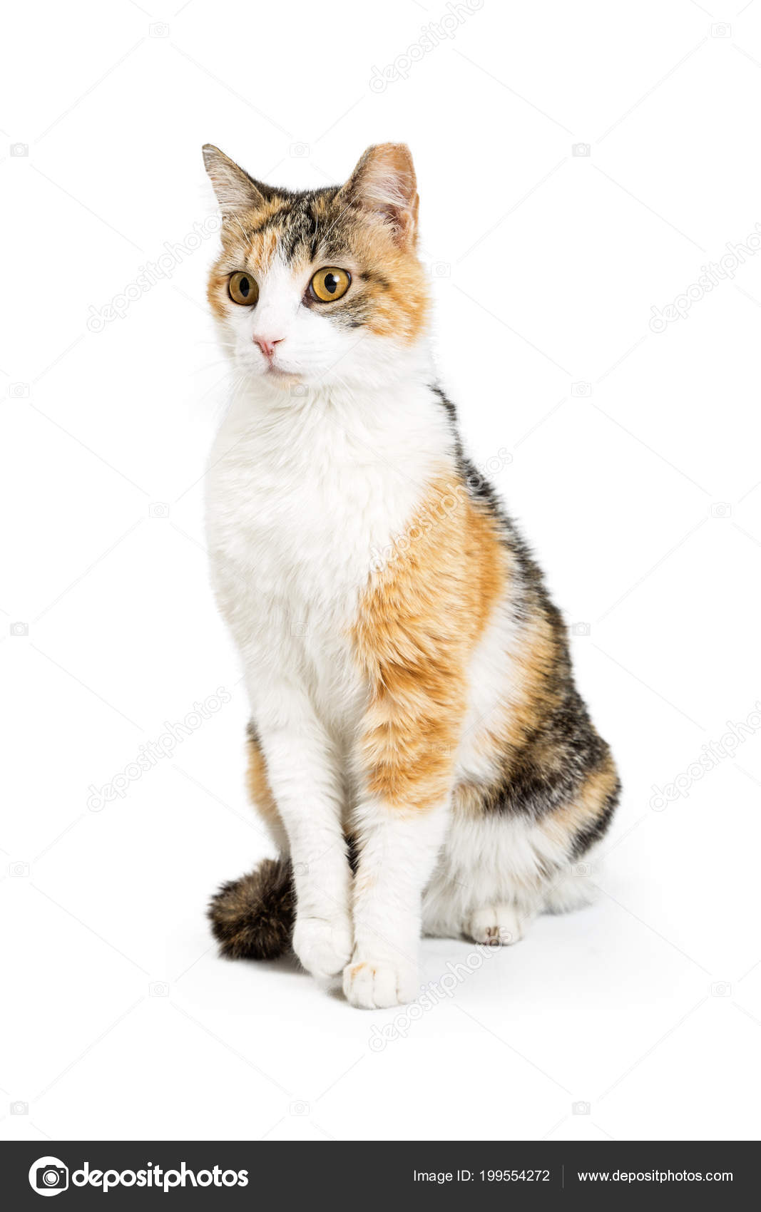 Pretty Young Orange Black White Cat Looking Side While