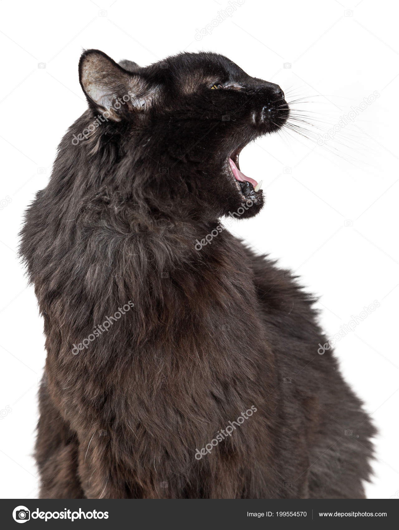Cat with angry face - License, download or print for £12.40