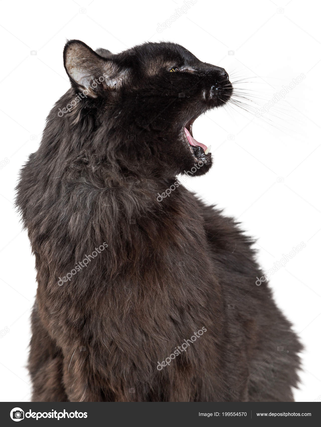 An Angry Cat With Its Mouth Open Background, Goofy Cat Pictures