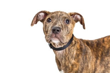 sevimli genç korkunç çapraz beyaz zemin üzerine izole köpek yavrusu yakın çekim 
