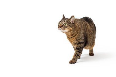 Beyaz arka plan üzerinde izole yan yürüme büyük kilolu kedi