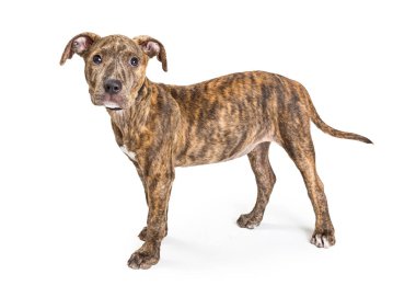 Sevimli utangaç terrier köpek yavrusu mix duran beyaz arka plan üzerinde izole kamera bakıyor