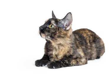 Genç kaplumbağa kabuğu kedi yalancılık aşağı beyaz arka plan üzerinde izole iken tarafına seyir 