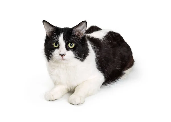 Adulto Gato Color Blanco Negro Acostado Mirando Cámara Aislada Sobre —  Fotos de Stock