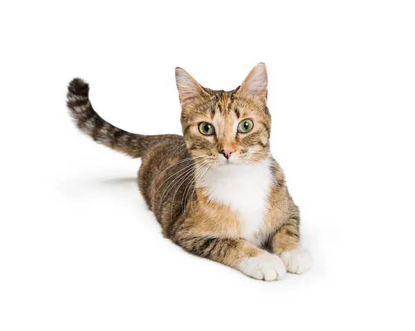 Hübsche Junge Gestromte Katze Legt Sich Hin Und Schaut Isoliert — Stockfoto