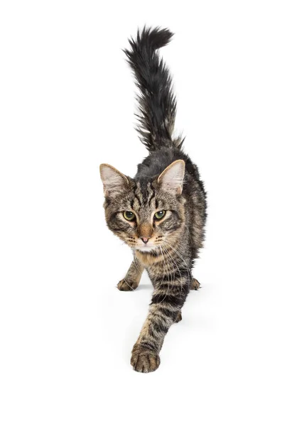 Pretty Young Black Gray Tabby Cat Walking Forward Isolated White — Stock Photo, Image