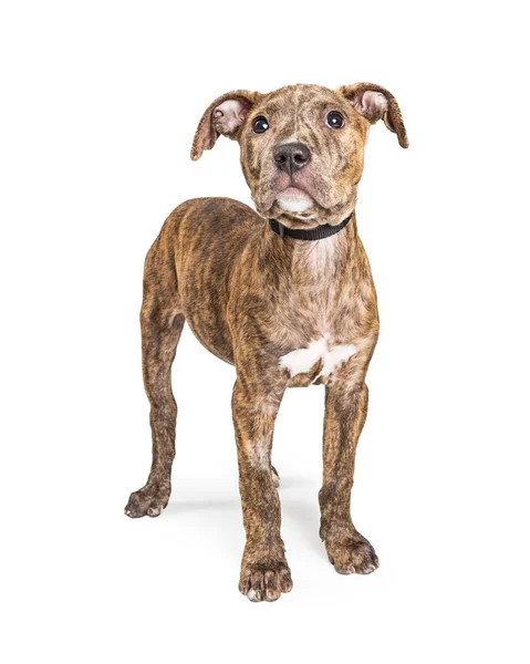 Lindo Joven Brindle Abrigo Terrier Cruz Cachorro Mirando Hacia Adelante —  Fotos de Stock