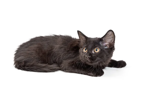Cute Mały Kotek Czarny Kolor Patrząc Stronie Podczas Leżenia Białym — Zdjęcie stockowe