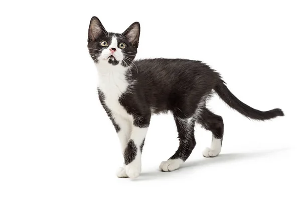 Cute Young Black White Kitten Looking Walking Isolated White Background — Stock Photo, Image
