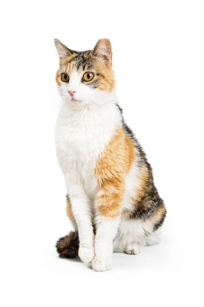 Pretty Young Orange Black White Cat Looking Side While Sitting — Stock Photo, Image