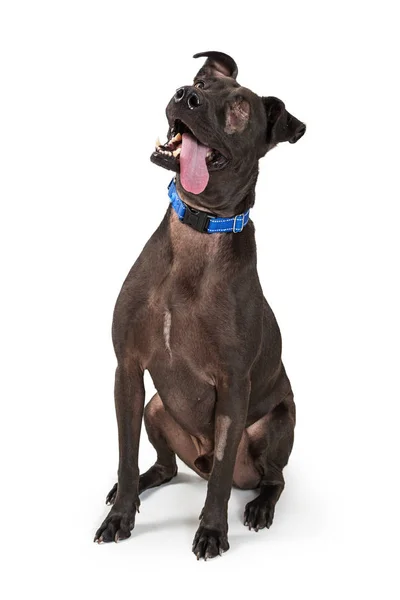 最近眼科除去手術と舌をたらして座っている白い背景で隔離の傷跡が残る大型の黒い犬 — ストック写真