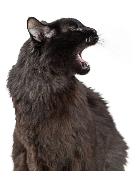 滑稽的黑猫与张开的宽嘴打呵欠在白色背景上 — 图库照片