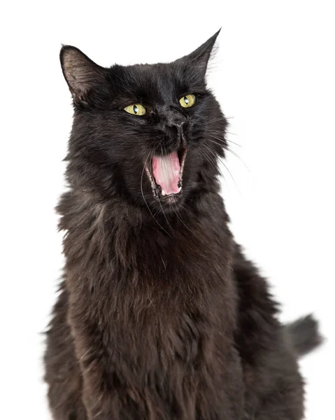 分離に白い背景に クローズ アップをあくび開かれた広い口と面白い黒猫 — ストック写真