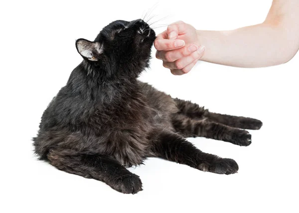 Femmina Mano Petting Gatto Nero Sul Mento Isolato Sfondo Bianco — Foto Stock