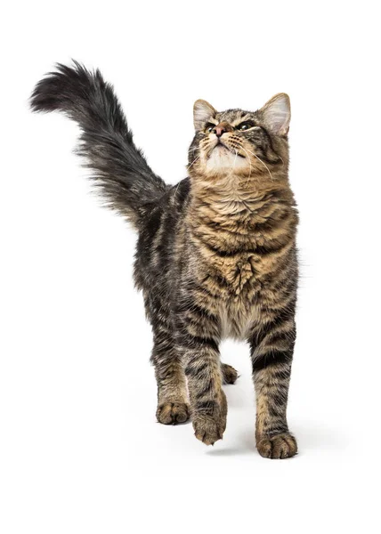 Pretty Young Tabby Cat Looking Walking Forward Isolated White Background — Stock Photo, Image