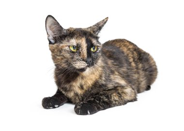 Güzel siyah ve tabaklamak renk kaplumbağa kabuğu kedi yalancılık aşağı beyaz arka plan üzerinde izole iken tarafına kızgın bir ifadeyle seyir 