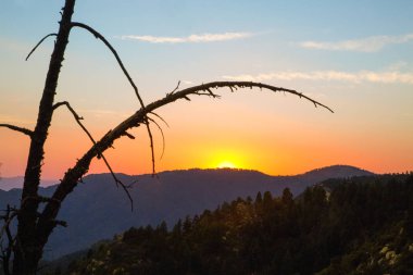 Eski dağ aralığı Mt. Graham, Arizona boyunca ağaç dalları günbatımı önünde siluet