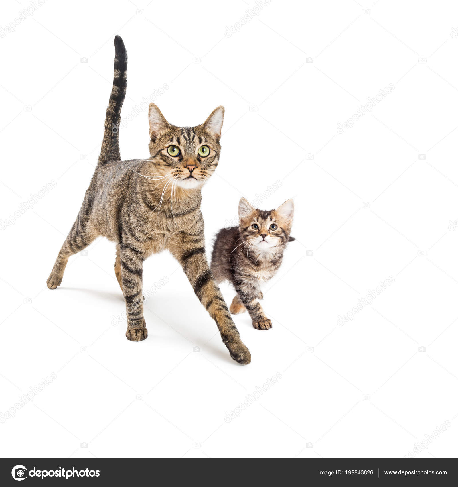 Erwachsene Katze Und Baby Kätzchen Fuß Nach Vorne Zusammen