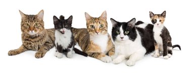 Beyaz arka plan üzerinde birlikte izole çeşitli doğurmak-in cats ve yavru kedi yalan dizi