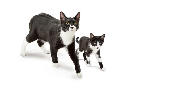 かわいい黒と白猫と一緒に隔離された白い背景に歩き子猫 — ストック写真