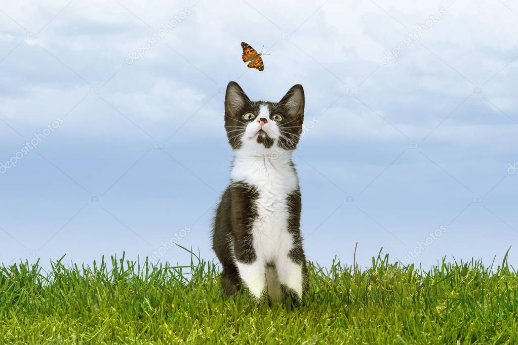 Cute little kitten watching flying butterfly while sitting outdoors on green grass 