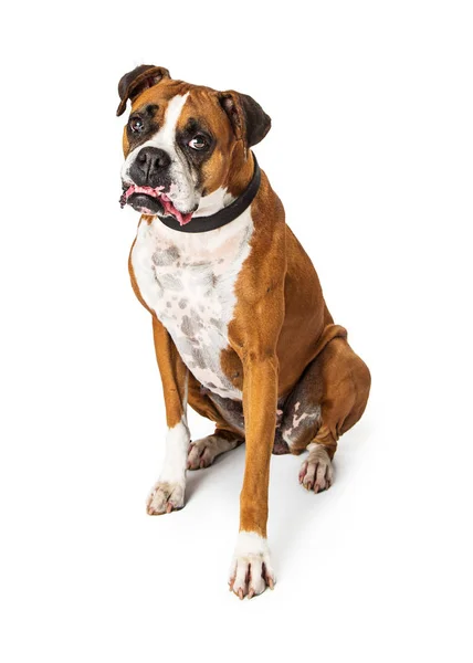 Adulti Boxer Bulldog Razza Mista Cane Seduto Sul Bianco Guardando — Foto Stock