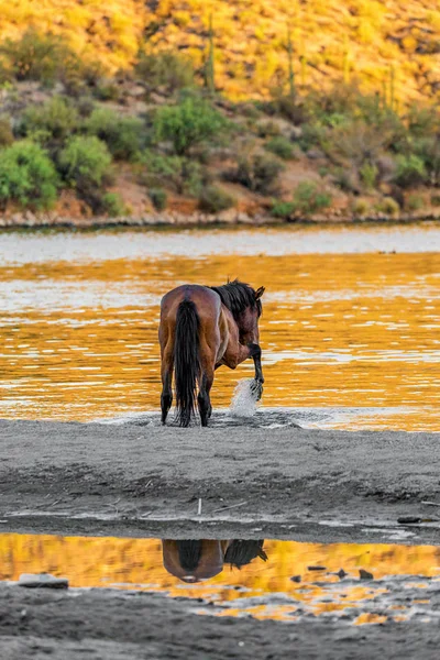 Altın günbatımında toynak Mesa Arizona Tuz Nehri'nin kıyısında ile su sıçramasına vahşi at