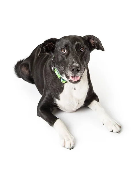 Black White Medium Size Friendly Dog Lying White Looking Camera — Stock Photo, Image