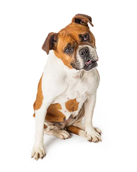 Niedliche Boxer Und Bulldogge Mischlingshund Sitzt Auf Einem Weißen Backboden — Stockfoto