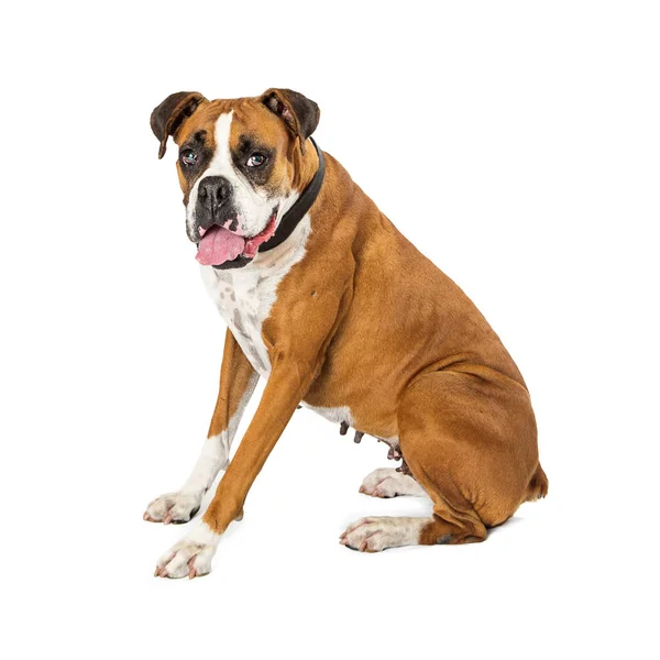 Adult Boxer Bulldog Cruzados Perro Sentado Lado Blanco Girando Cabeza —  Fotos de Stock