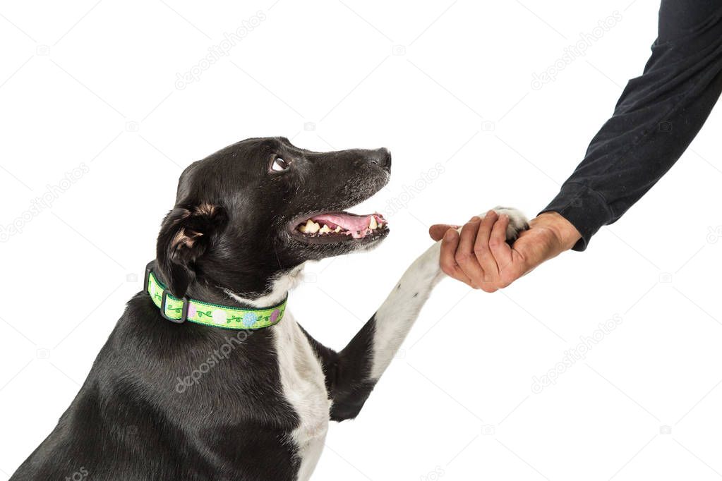 Closeup of a happy and friendly dog with paw in the hand of a man