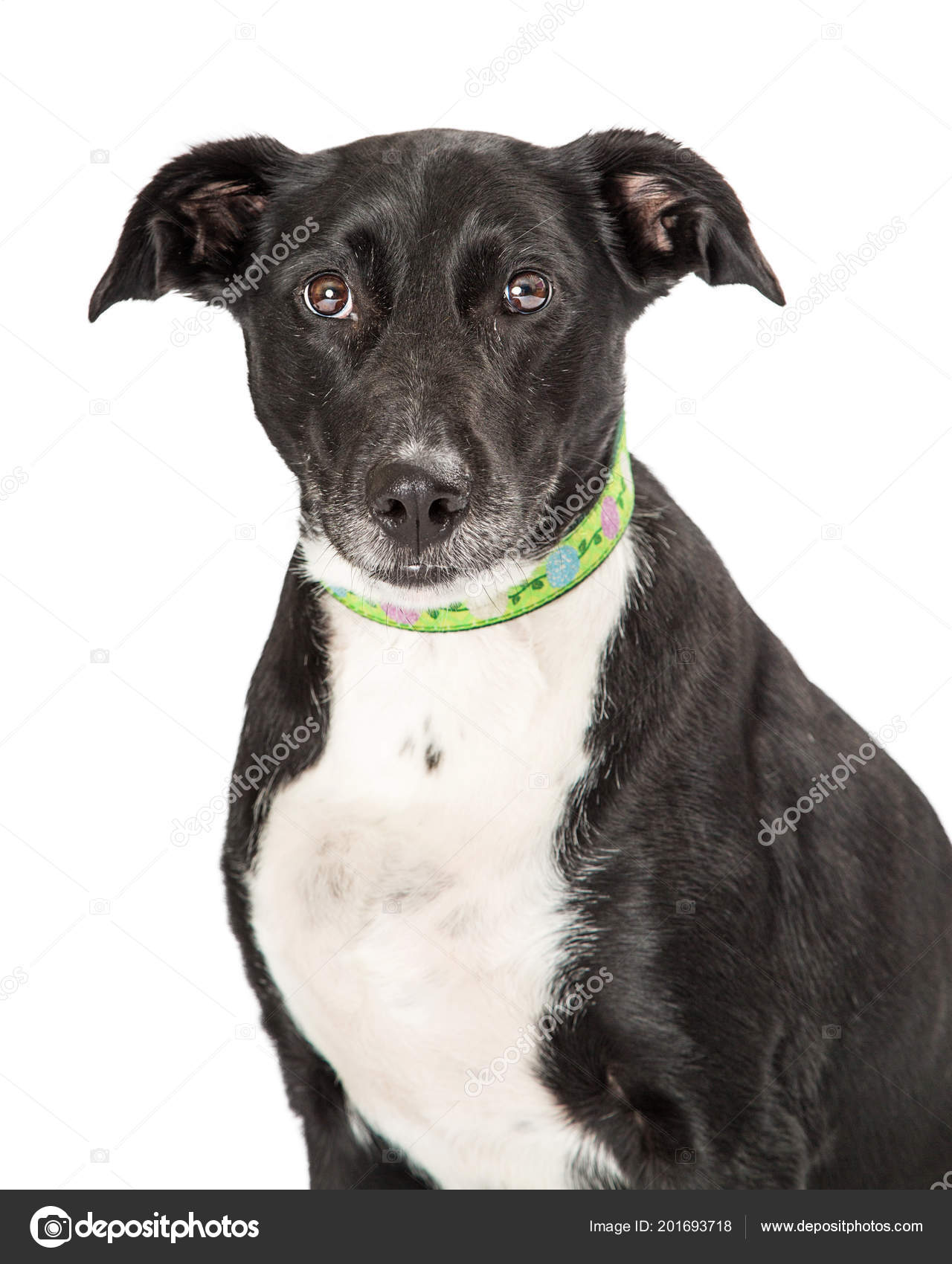 medium black and white dog breeds