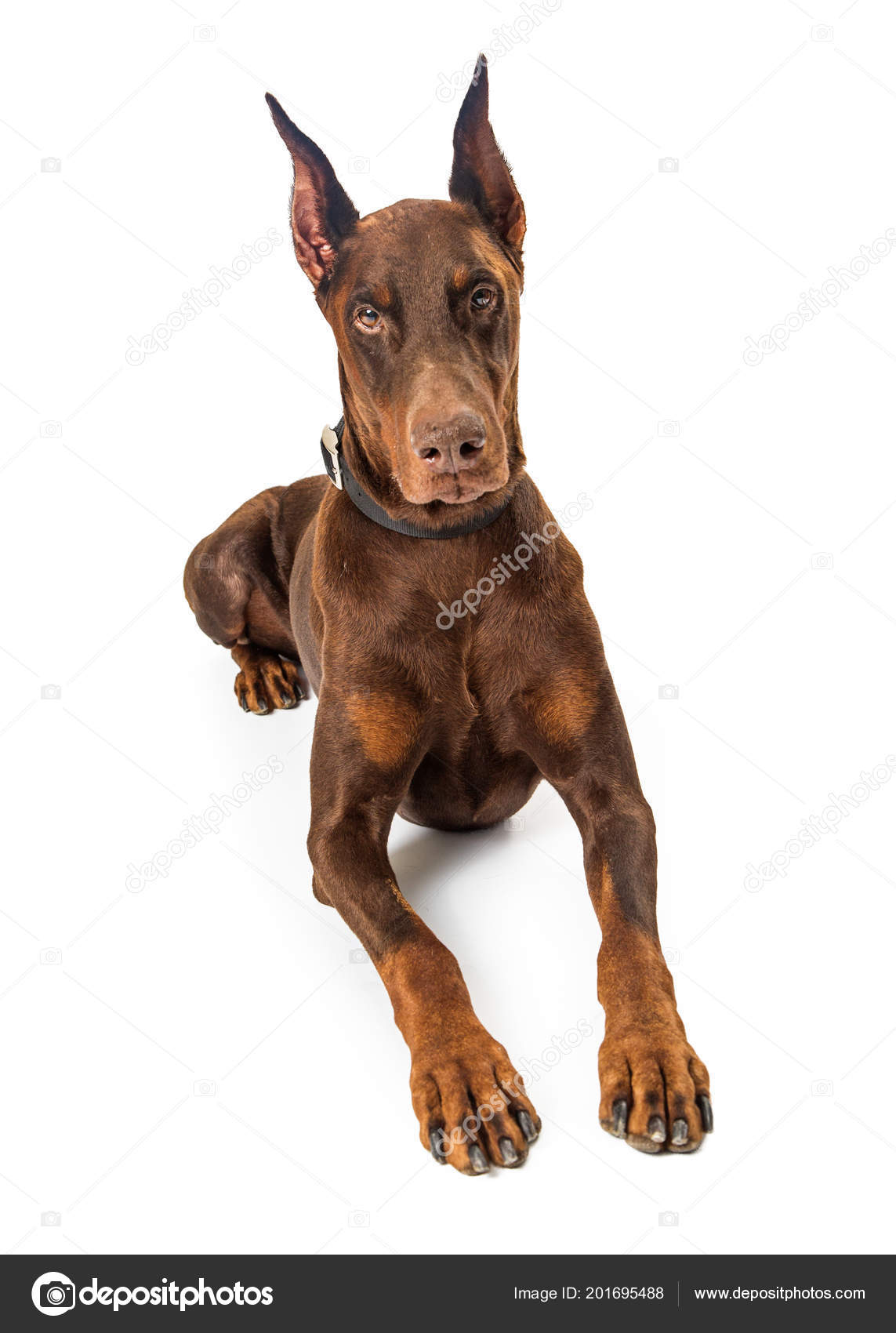 Beautiful Large Purebreed Red Doberman Lying White Stock Photo by ©adogslifephoto 201695488