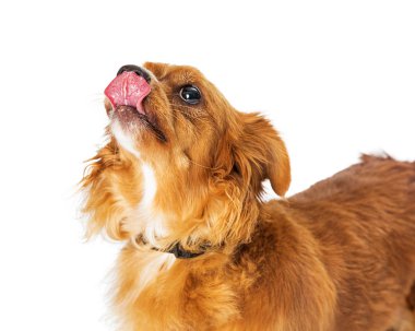 Dudakları yalamak için beyaz dilini çıkarmış üzerinde ararken karışık küçük doğurmak köpek