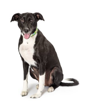 Beyaz üzerinde oturan ve kameraya bir mutlu ifade ve ağız açık ile seyir yetişkin siyah ve beyaz renk karışık doğurmak orta boy köpek